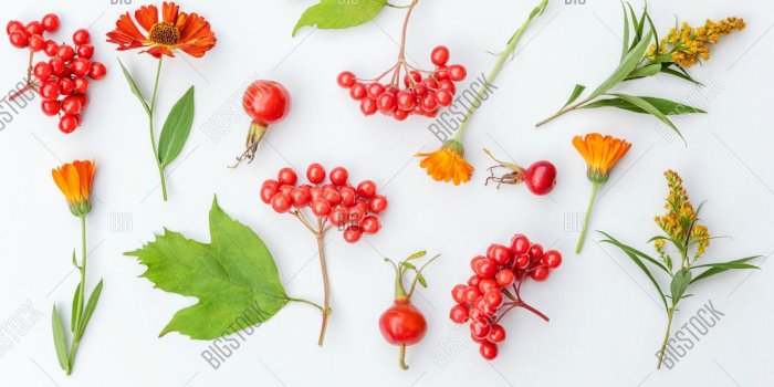 1500x1120 Autumn Floral Image & Photo (Free Trial) | Bigstock