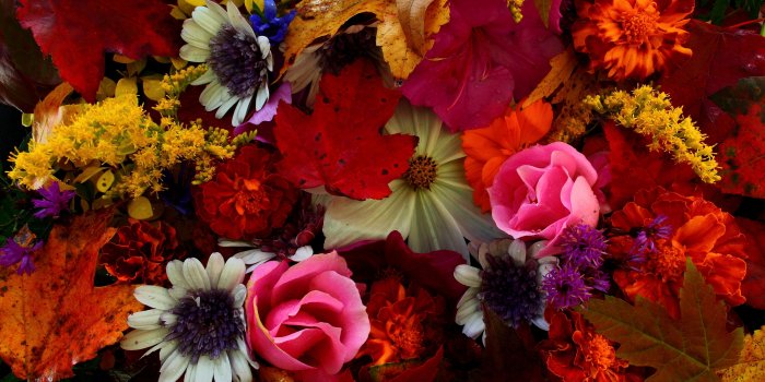 5616x3744 Fall Flowers Wallpaper Best Of [40 ] Autumn Flower for Wallpaper