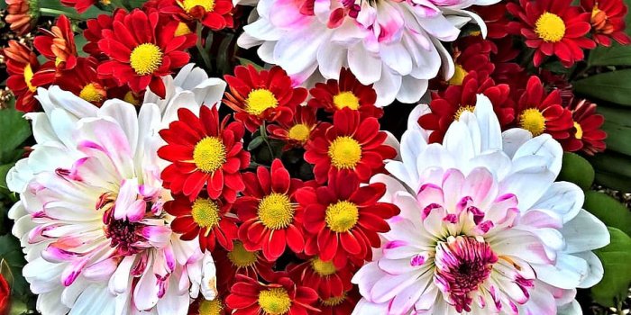910x910 HD wallpaper: Flowers, White, autumn bouquet, chrysanthemums