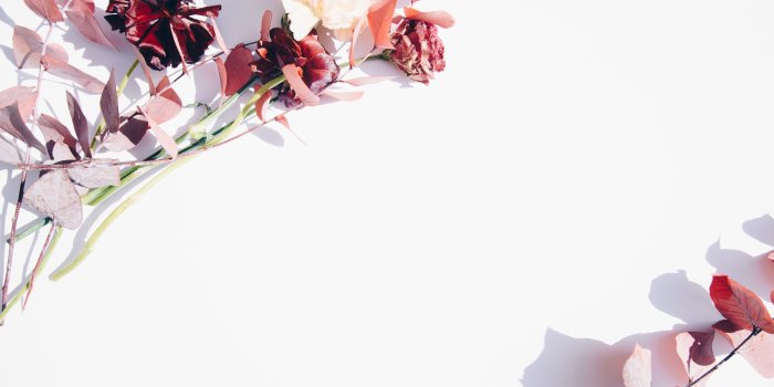 6016x4016 5364242 6016x4016 #botanical, #Free images, #floral, #red, #white