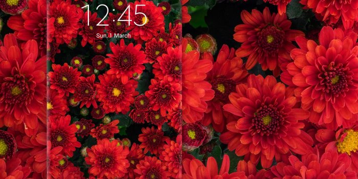 2028x2028 Red Autumn Flowers Wallpaper - Common Zinnia (#846027) - HD