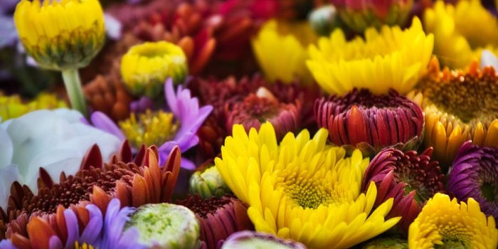 910x1325 HD wallpaper: asters, flowers, autumn, bouquet, farmers local