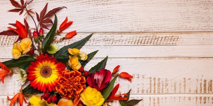 1332x850 Wallpaper autumn, leaves, flowers, wood, flowers, autumn, leaves
