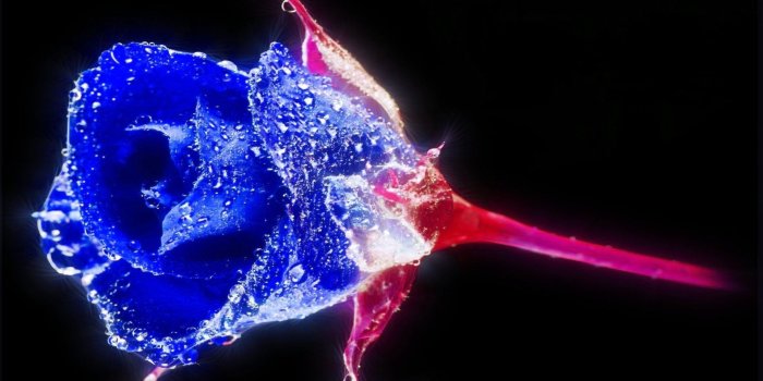 1920x1200 Crystal Blue Rose wallpaper | Blue roses wallpaper, Rose wallpaper