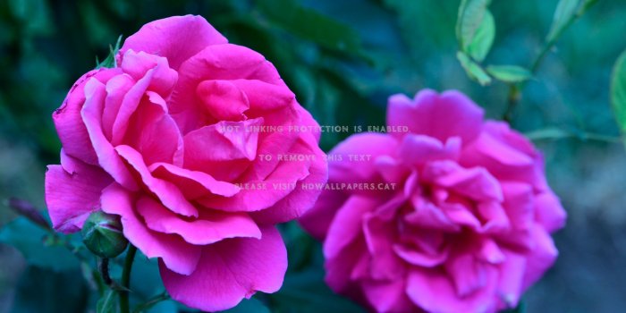 3000x2000 glowing pink rose pretty beautiful nature
