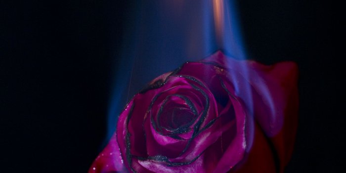 2073x3110 A little project I shot today. in 2020 | Rose on fire, Burning