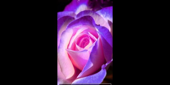1280x720 Purple Rose Live Wallpaper - Purple Glowing Flower, Hd Wallpapers