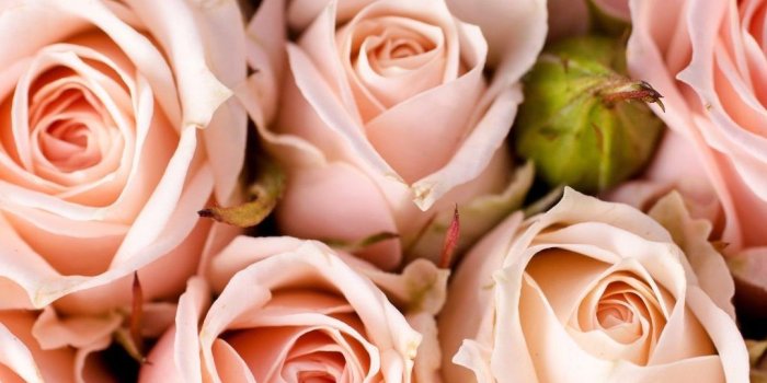 1080x1600 Light Pink Floral iPhone Wallpapers - Top Free Light Pink Floral