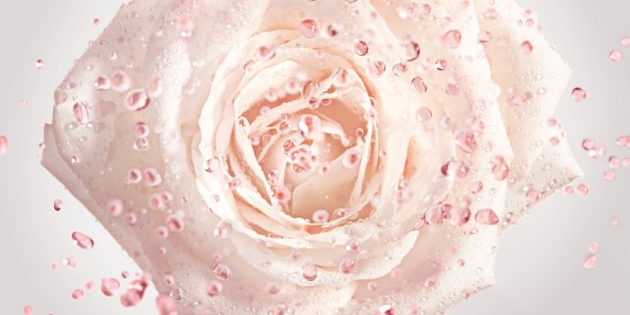 1600x900 This Custom-Bred Rose Is The Key To Glowing Skin | Tatler Singapore