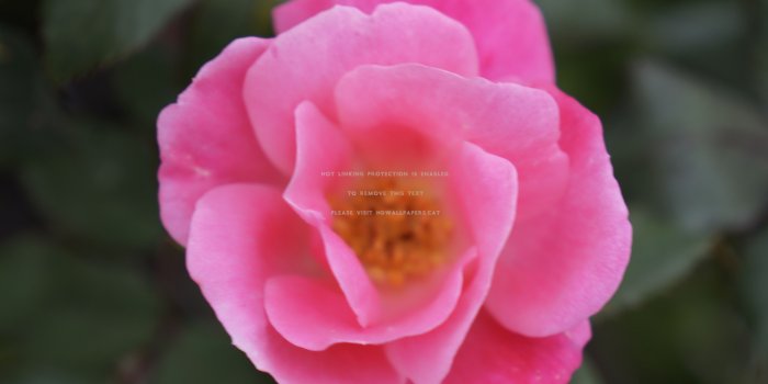 5456x3632 hot pink rose nature flowers glow blooms