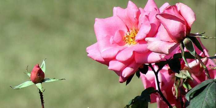 1020x786 roses « Wallpaper Tadka