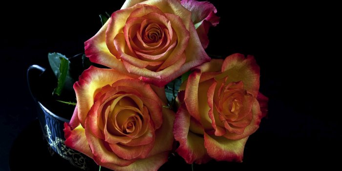 2560x1600 Orange roses [3] wallpaper - Flower wallpapers - #32050