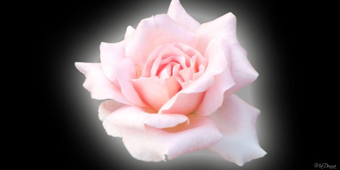1920x1080 Pink Shadow Rose wallpaper | colorful | Wallpaper Better