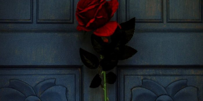 900x1137 Roses Flowers Pink Hand Girl Hd Wallpaper | Wallpapers Gallery