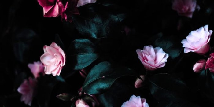 736x1177 Blumen die dich an einem dunklen Tag zum Leuchten bringen