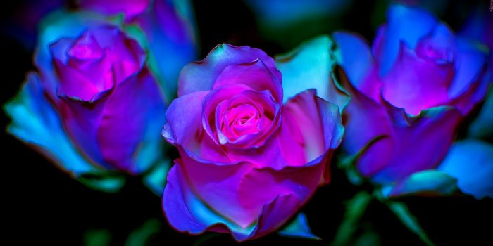 1280x720 Images Roses Flowers
