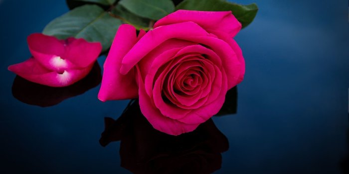 1920x1080 Rose Wallpapers (70+ pictures)