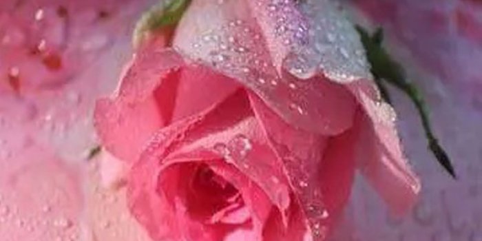 1080x1920 Phone wallpaper from Zedge - Pink rose | Beautiful roses, Pink