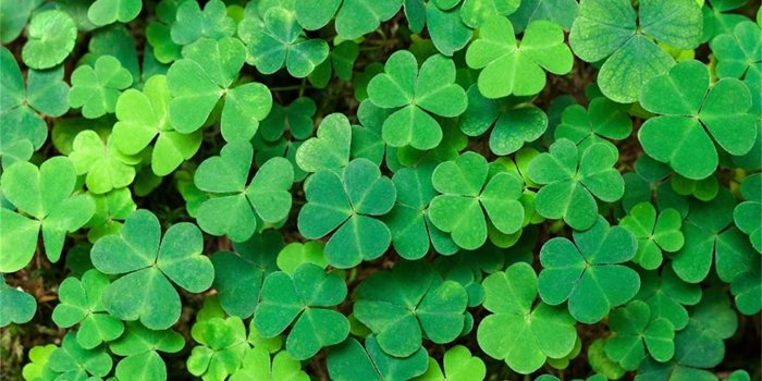 1500x1022 Amazon.com : LFEEY 10x8ft Vinyl Photography Backdrop Lucky Irish