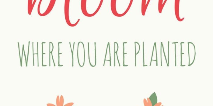 736x1308 Flower Quote iPhone Wallpapers - Top Free Flower Quote iPhone