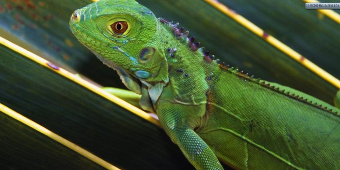 1920x1080 Baby Green Iguana Wallpaper