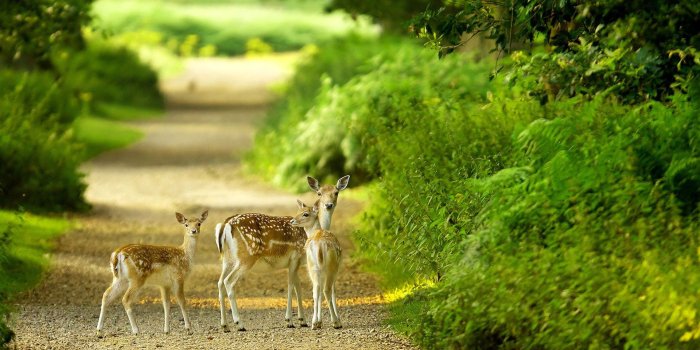 1920x1080 Beautiful Baby Deer Green Nature HD Wallpaper [1920X1080] - Album