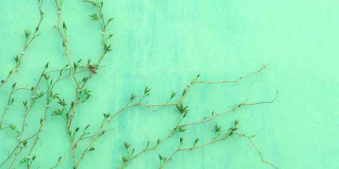 4993x2926 Green Wallpapers: Free HD Download [500+ HQ] | Unsplash