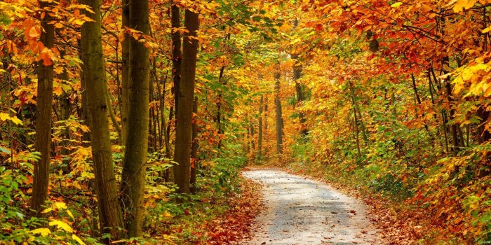 1920x1200 Smoky Mountains Fall Colors Background - Forest In Autumn Hd
