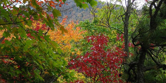 910x1213 HD wallpaper: fall, leaves, color, smoky mountains, colorful, park