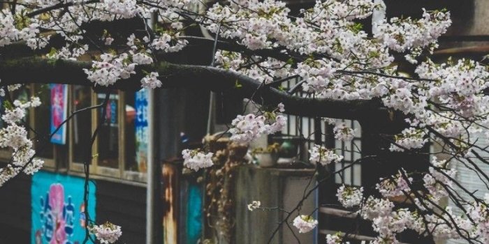 768x1024 Download 768x1024 Japan, Cherry Blossom, Street, Raining, Scenic