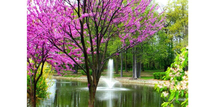 3840x2160 Beautiful Spring Scenery Wallpaper Mobile, Hd Wallpapers