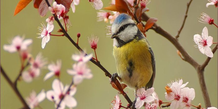 1024x768 22 Beautiful Free Spring Wallpapers To Bring You Joy - Spring