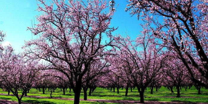 1920x1200 Desktop Wallpaper Spring Scenes ·① WallpaperTag