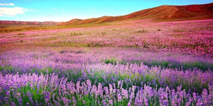 1000x1000 Amazon.com : AOFOTO 10x10ft Beautiful Lavender Field Photography