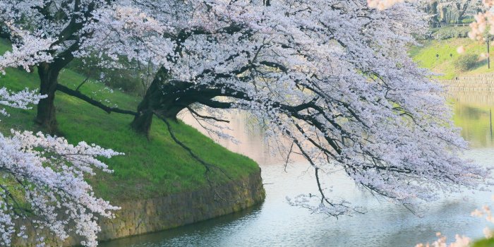 2560x1700 Download 2560x1700 White Flowers, River, Spring, Beautiful Tree