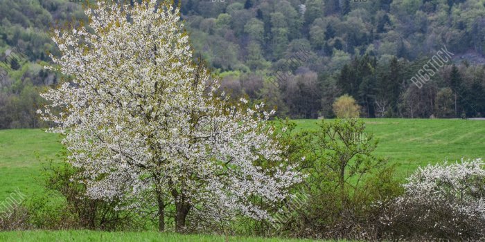 1500x1114 Beautiful Spring Image & Photo (Free Trial) | Bigstock