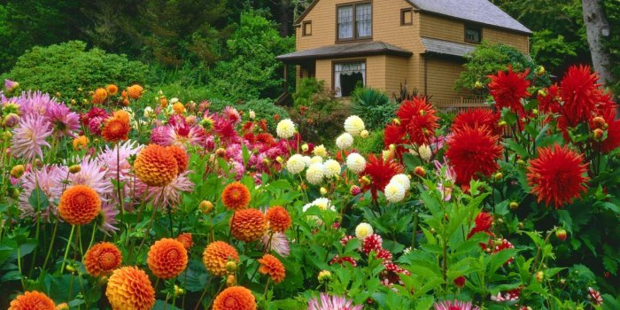 1920x1080 Spring Flowers Scenery HD Wallpapers Free Download