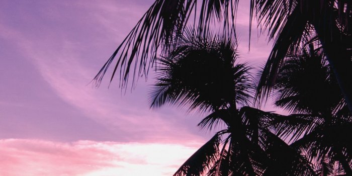 1440x2560 Download Palm trees, beach, nature, sunset wallpaper, 1440x2560