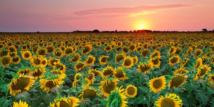 1920x1080 Sunflower Sunset Wallpaper For Iphone - Fields Of Sunflowers