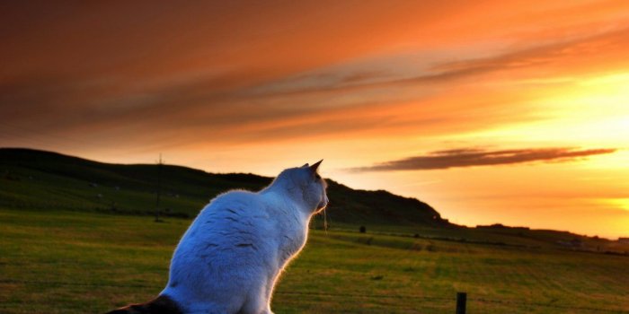 1280x720 Smart Phone,cat,HD Wallpaper Lg, Sunset, To, Free, Looking