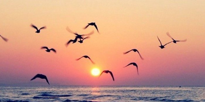 1013x1800 Sunset flying birds and sea good night mobile wallpaper - The