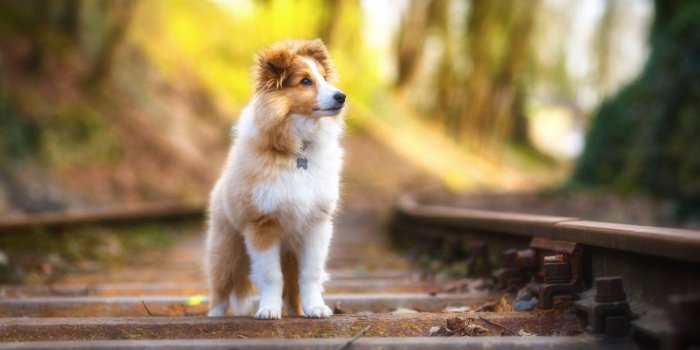 1392x783 11 HD Wallpapers of Cute Animals to Lighten Your Day