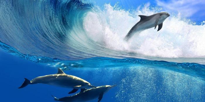 1392x870 11 HD Wallpapers of Cute Animals to Lighten Your Day