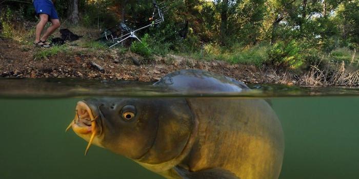1024x768 Best 50+ Carp Wallpaper on HipWallpaper | Carp Wallpaper, Magicarp