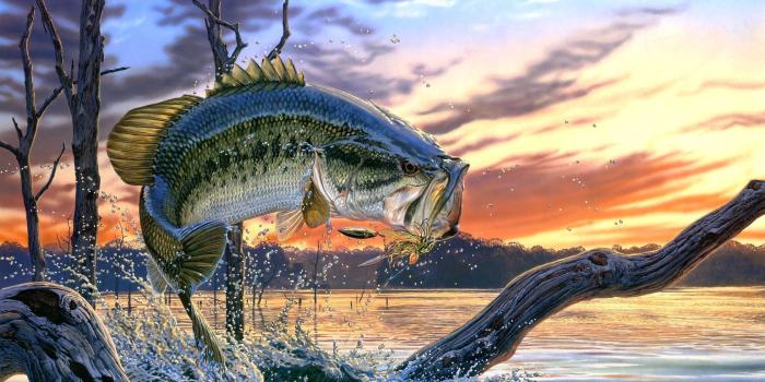 1680x1050 Bass Fishing | Bass Fishing Wallpaper Backgrounds Wallpaper Cave