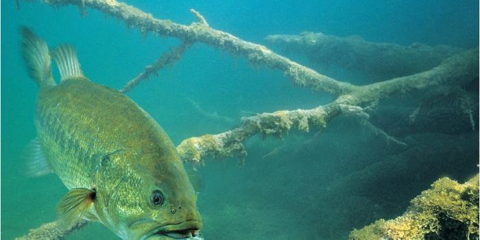 1600x1200 Largemouth Bass Wallpaper Lovely Bass Fishing Wallpaper - Bass In