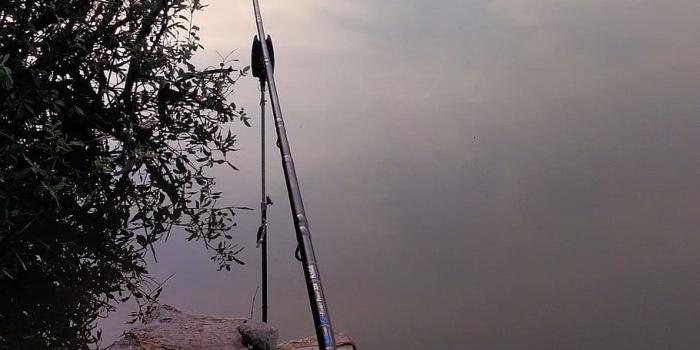 910x1618 HD wallpaper: fishing, lake, nature, water, reflection, tree