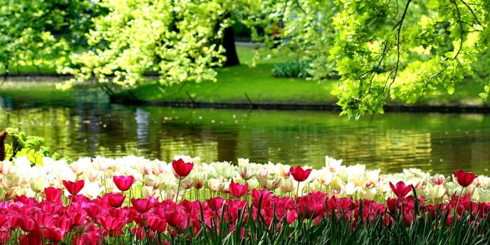 1920x1080 River Of Flowers Keukenhof Widescreen