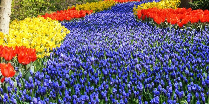 1920x1200 Free download Keukenhof Garden Full HD Wallpaper Travel HD