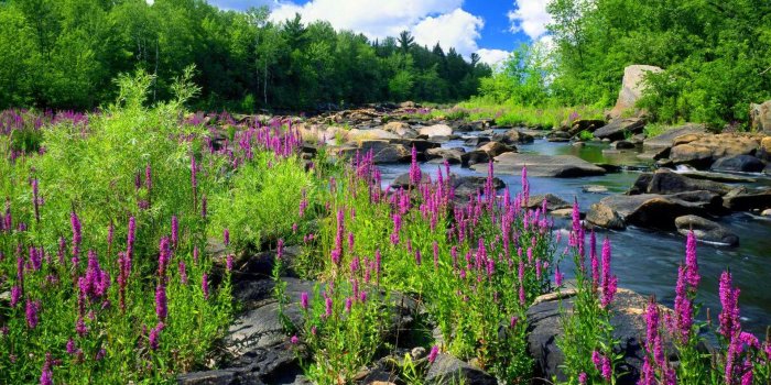 1920x1080 Mountain River Stone Forest Trees With Green Purple Flowers Of